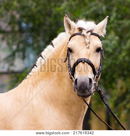 Norvegian Fjord Male In Bridle Staying Outdoor