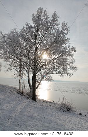 one beautiful tree covered shine frost with sun in stay on the sea shore in calm winter day