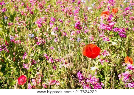 Flowers meadow with poppy in springtime, meadow in spring