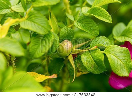 Dog-rose Berry Branch Bush Close-up - Green Briar Plant Background Eco Dew