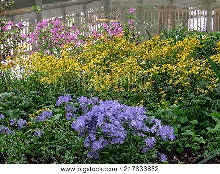 Phlox divaricata and other flowers in Meadowlark Botanical Garden in Vienna Virginia USA April 27 2016