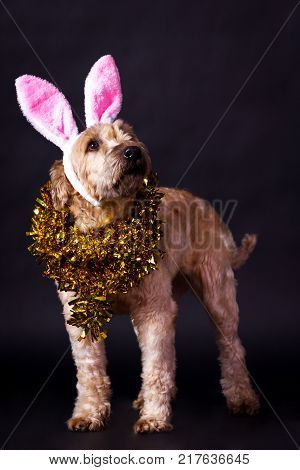 Irish Soft Coated Wheaten Terrier