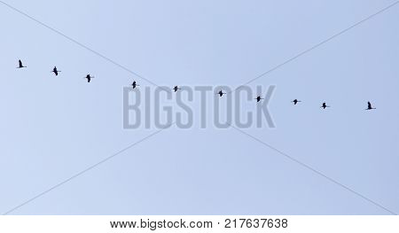 swans on the blue sky in spring .
