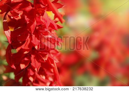 beautiful red flowers of salvia growing on the summer bed
