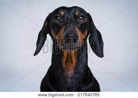 Close-up portrait of Dachshund black and tan on gray backgroundlooking in camera