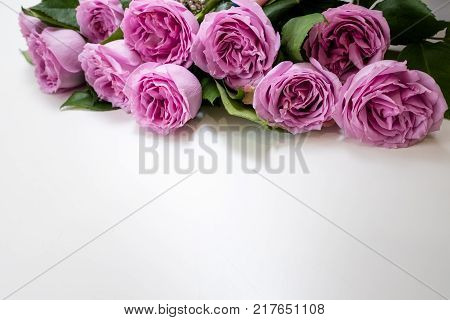 Pink roses flowers on the top of white background. Symbol of elegance, affection and sophistication. Free space concept