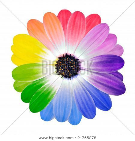 Bunte Blüten auf Daisy Blume isoliert