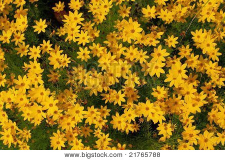 Tickseed - Coreopsis