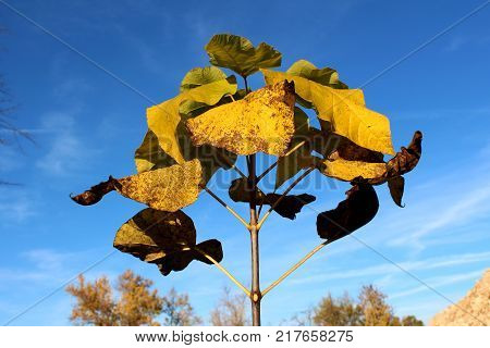 Young tree with multiple strong light green and some brown leaves growing close together with blue sky in background