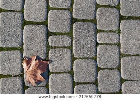 a maple leaf lying on a stone paved path
