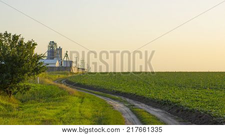 Rural dirt road with tire tracks leading straight through lush green pastures and farmland in a receding view