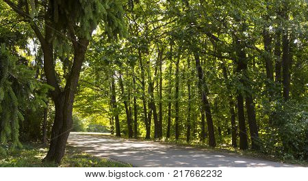 Rural dirt road with tire tracks leading straight through lush green pastures and farmland in a receding view