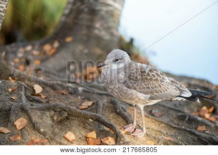 Youngbird -  grey baby seagull - closeup