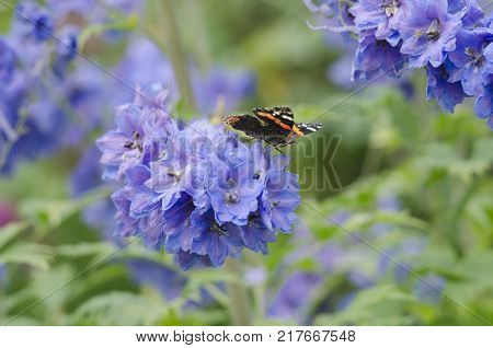 Vanessa atalanta, red admiral or admirable butterfly, sitting on the blue Delphinium flowers. close up, macro.