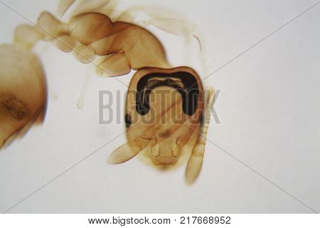 Microscope Photo Of An Ant