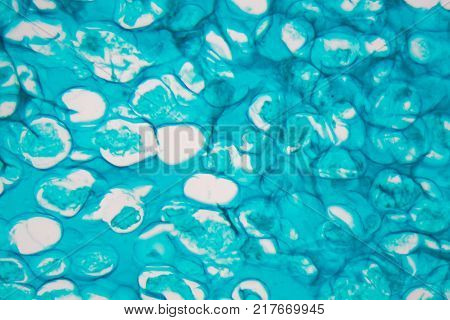 Microscope Photo Of An Ant