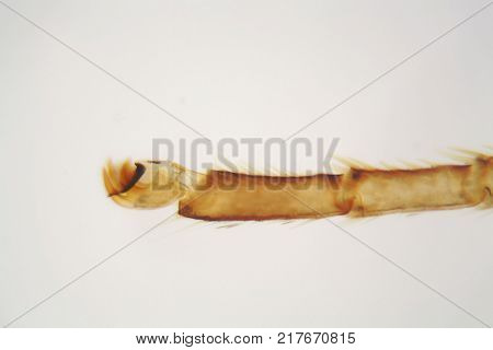 Microscope Photo Of An Ant