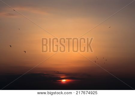 Beautiful sunset birds sky clear sky evening