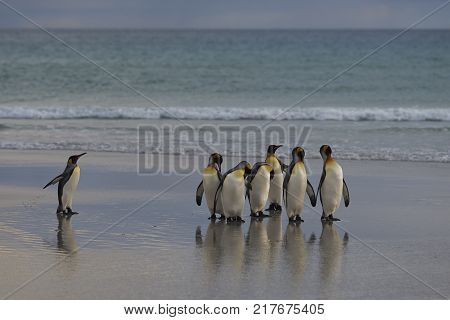 Group of King Penguins (Aptenodytes patagonicus) on the beach at The Neck on Saunders Island in the Falkland Islands.