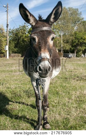 Female donkey closeup grazing on village meadow in summertime
