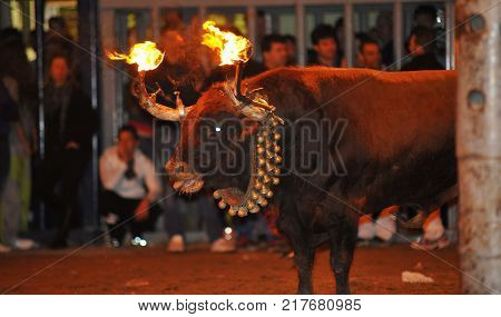 bull in spain with fire in the horns