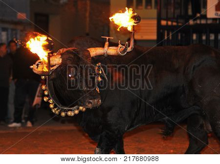 bull in spain with fire in the horns