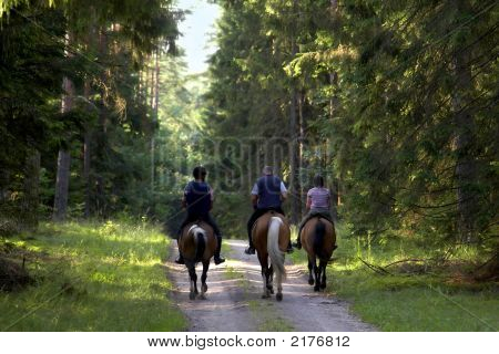 İnsan at orman gidiyoruz