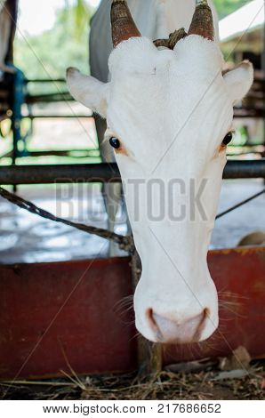 A COW TIED TO A ROPE IN SHELTER IN A COW SHADE