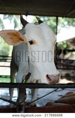 A COW TIED TO A ROPE IN SHELTER IN A COW SHADE