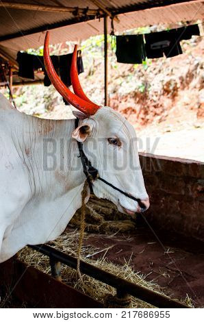 Oxen Bullock Tied to a Rope in cow shade