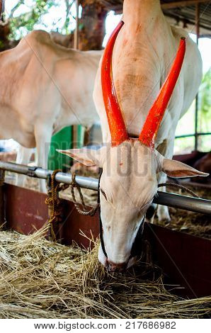 Oxen Bullock Tied to a Rope in cow shade
