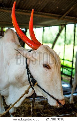 Oxen Bullock Tied to a Rope in a cow shade
