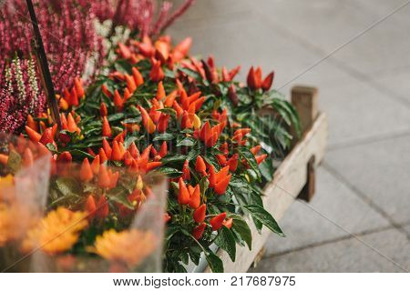 A small business for selling flowers in a German city. Beautiful flowers capsicum also called decorative peppers in wooden box in street store