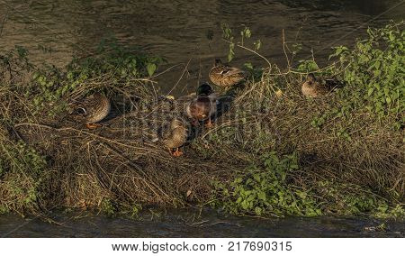 Ducks Near River Bilina In Winter Sunn Day In Usti Nad Labem City