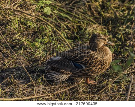 Ducks Near River Bilina In Winter Sunn Day In Usti Nad Labem City
