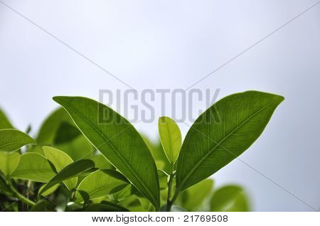 grün Leaf Background in blauer Himmel