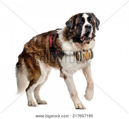 St. Bernard dog walking with a barrel (14 months old), isolated on white