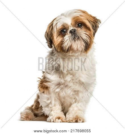 Shih Tzu, dog sitting and looking at the camera, isolated on white