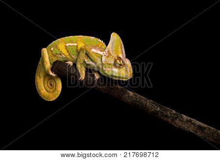 Veiled chameleon on black background