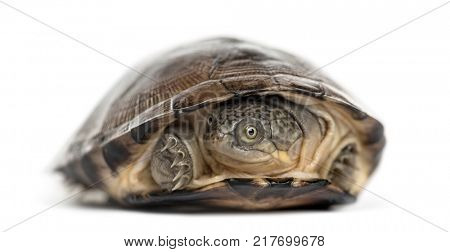 Common box turtle, isolated on white