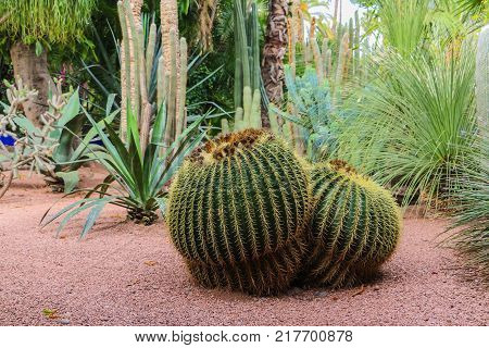 Cactus Plants Outdoors In A Summer Day