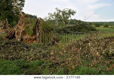 Bölünmüfltü ağaçlar