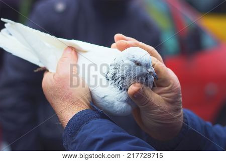 Close up of a white dove in elderly man hands.