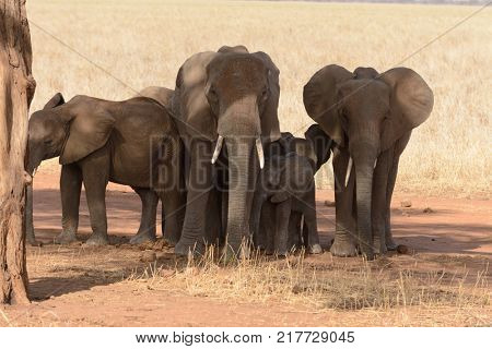 Closeup of African Elephant group (scientific name: Loxodonta africana, or 