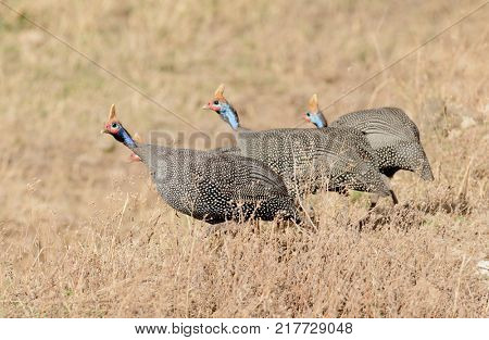 Guinea fowl close up, shallow depth of field