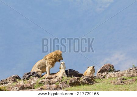 Lions copulating (scientific name: Panthera leo, or 