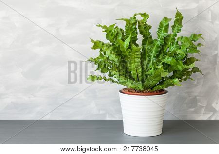 houseplant Asplenium nidus in white pot