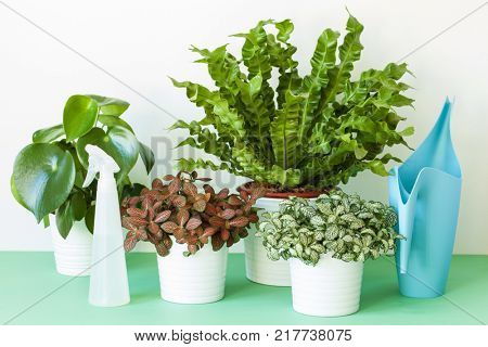 houseplants Asplenium nidus, peperomia and fittonia in flowerpot