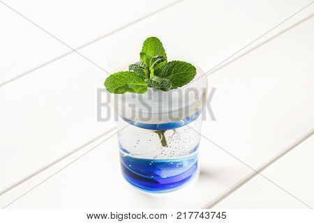 A sprout of mint in a glass of water took root on a white wooden table. Hydroponics