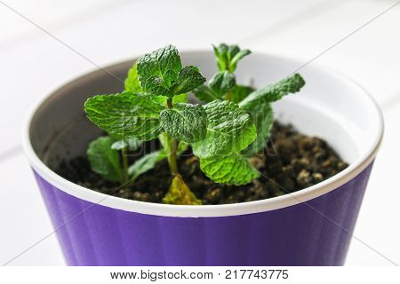 A sprig of peppermint in a purple pot with the ground took root on a white wooden table